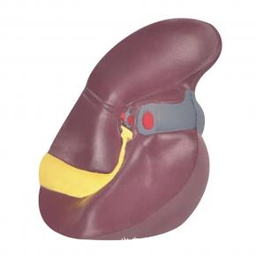 PU Liver Stress Ball